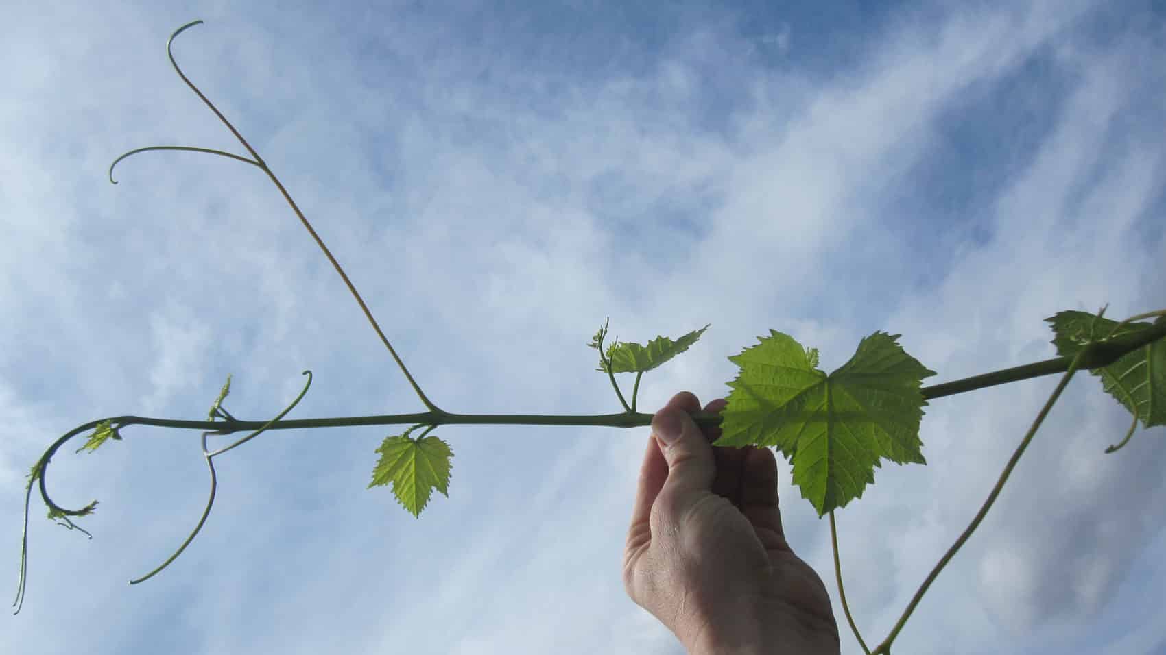 Virtual Viticulture Academy