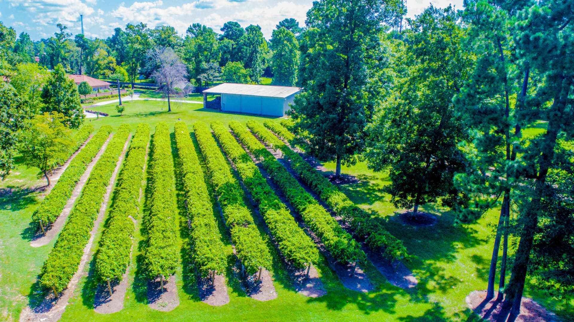 Wild Stallion Vineyards